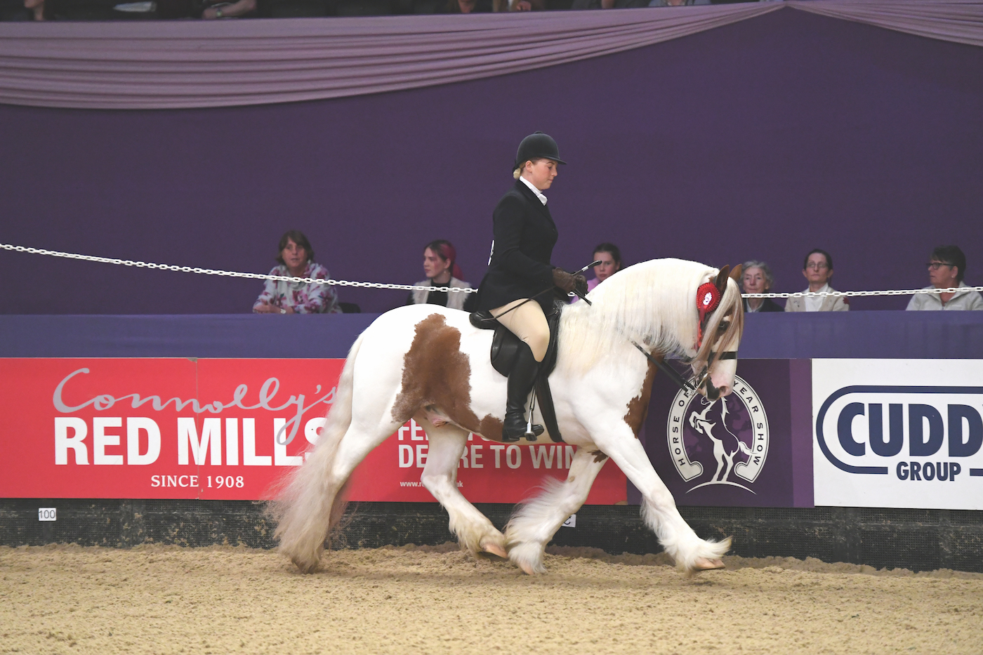 Ridden Coloured Cob